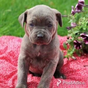 Cane Corso,..- | PostAds PH