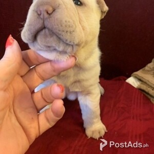 Sha pei pups,./=- | PostAds PH