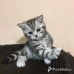 American Shorthair Kittens , | PostAds PH