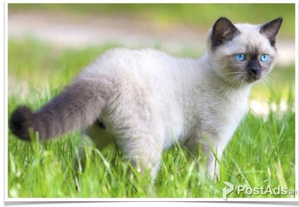 Balinese Kitten.,,,