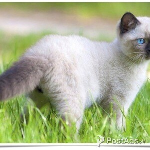 Balinese Kitten.,,, | PostAds PH