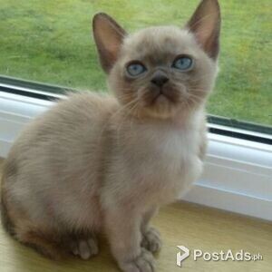 Burmese Kittens,., | PostAds PH