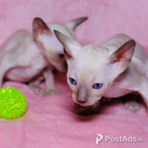 Cornish Rex Kittens ./;.., | PostAds PH