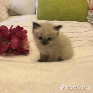 Himalayans Kittens,., | PostAds PH