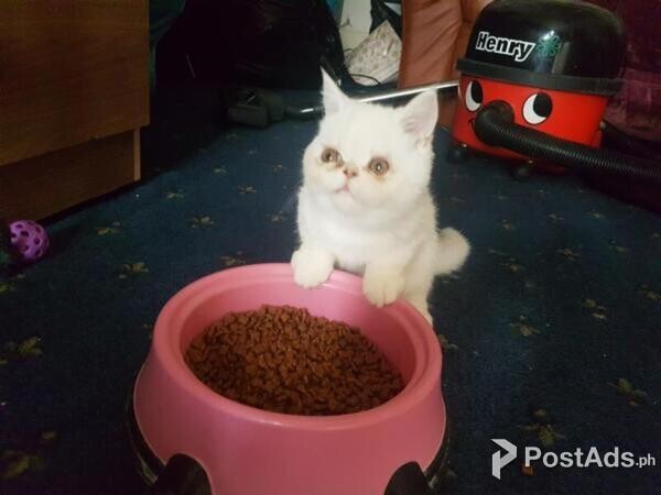 Persian Kittens available .,