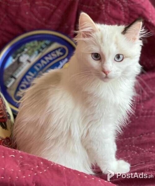 Ragdoll Kittens ],