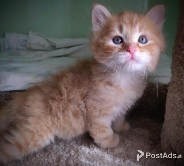 Siberian kitten for *,