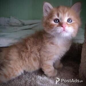 Siberian kitten for *, | PostAds PH
