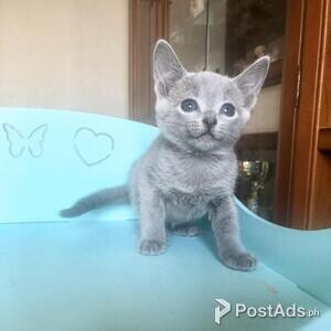 Russian Blue Kittens //,. | PostAds PH
