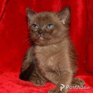 European Burmese ,,/ | PostAds PH