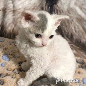 The Selkirk Rex Kittens ..,,,,, | PostAds PH