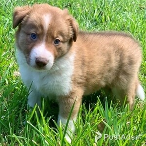 Border collie Puppies ,.[ | PostAds PH