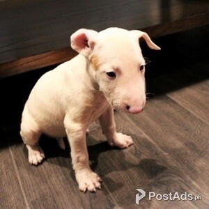 Bull Terrier Puppies,.,,. | PostAds PH