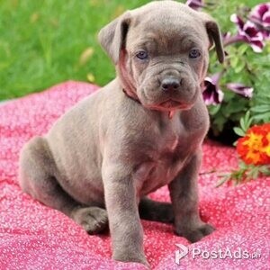 Cane Corso Puppies | PostAds PH