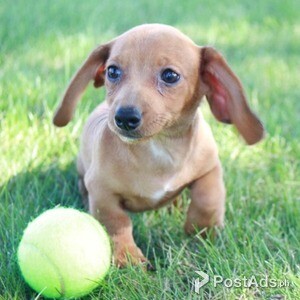 Dachshund Puppies,.' | PostAds PH