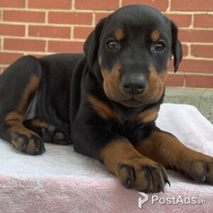 Doberman Puppies,\ | PostAds PH