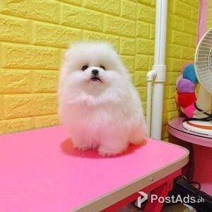 Pomeranian puppies\ | PostAds PH