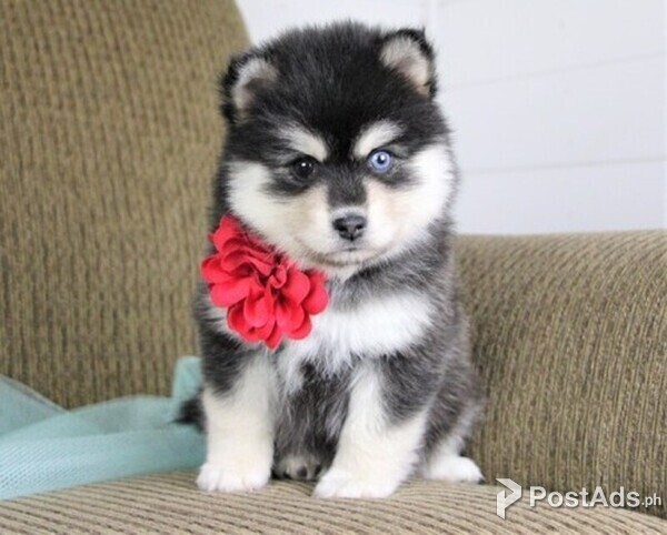 Pomsky puppies\