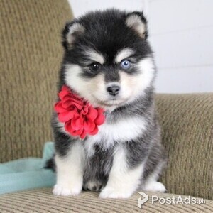 Pomsky puppies\ | PostAds PH