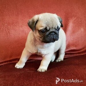 Pug Puppy\ | PostAds PH