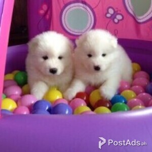 Samoyed Puppies //. | PostAds PH