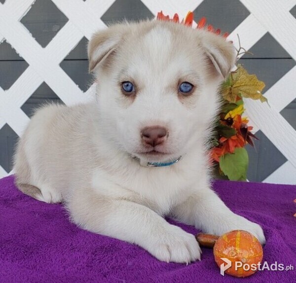Siberian Husky\