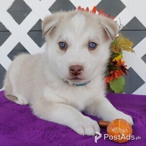 Siberian Husky\ | PostAds PH