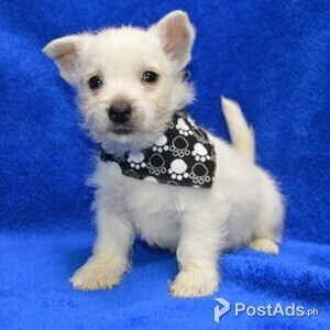 West Highland Terrier,.//[; | PostAds PH