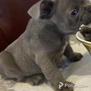 Lilac Fawn & Platinum-kc Reg French Bulldogs | PostAds PH