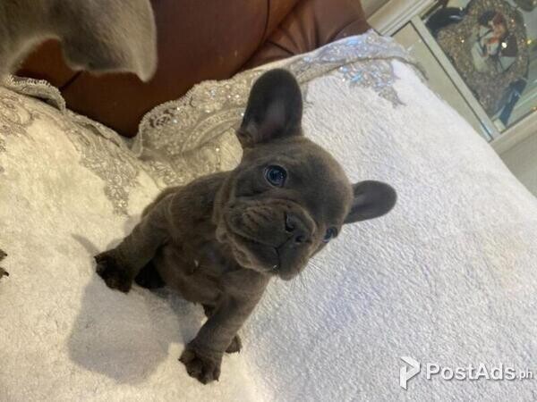 FRENCH BULL DOG FOR SELA