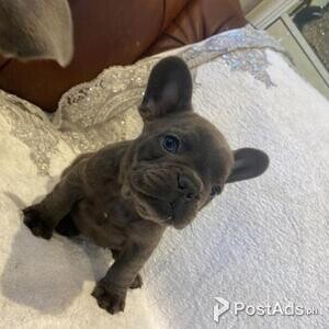 FRENCH BULL DOG FOR SELA | PostAds PH