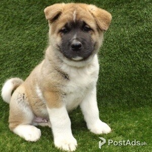 Akita Puppies ./' | PostAds PH