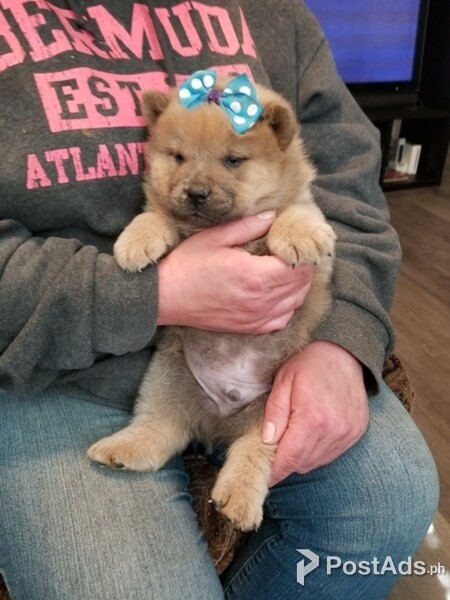 chow chow Puppies,.'