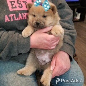 chow chow Puppies,.' | PostAds PH