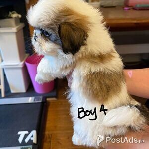 Shih Tzu Puppies | PostAds PH