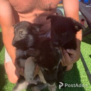 German Shepherd puppies | PostAds PH