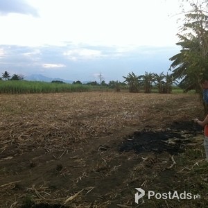 SUGAR CANE FARM. 12,003 sq mtr. | PostAds PH