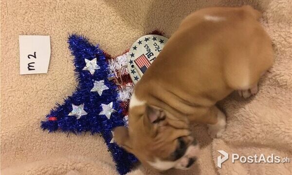 ENGLISH BULLDOG