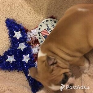 ENGLISH BULLDOG | PostAds PH