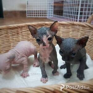 Shpynx Cats | PostAds PH