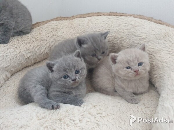 amazing kittens for adoption