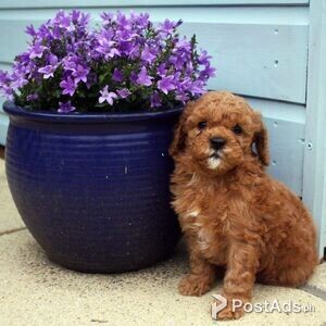healthy toy Poodle puppies | PostAds PH