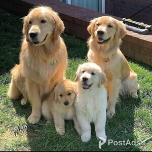 Elegant Golden Retriever Puppies | PostAds PH