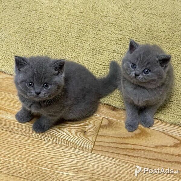 Marvelous British Shorthair Kittens