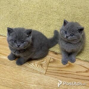 Newly British Shorthair Kittens, | PostAds PH