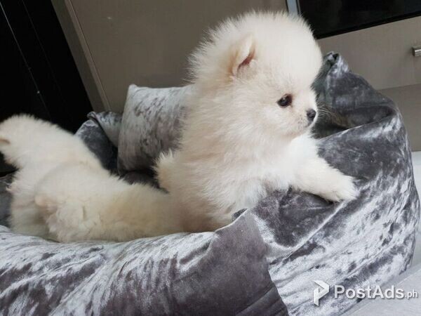  Beautiful Pomeranian puppies available