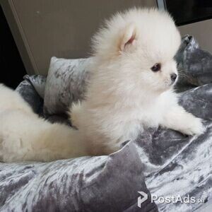 Beautiful Pomeranian puppies available | PostAds PH