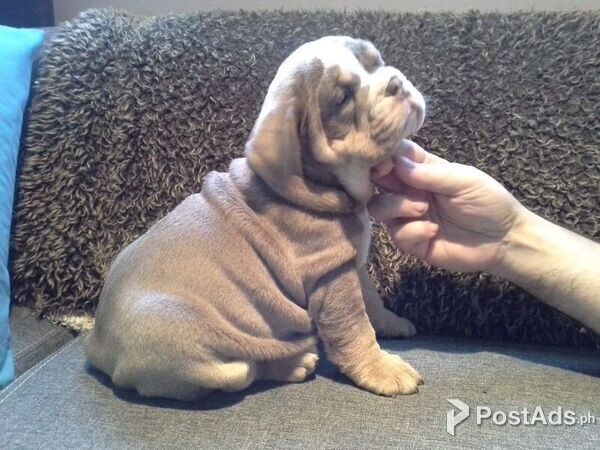  Lilac English Bulldogs Puppies
