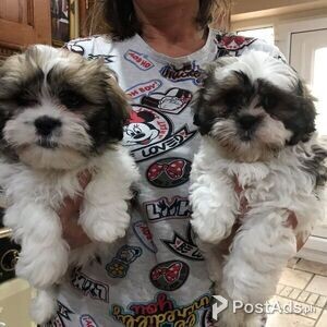 Stunning Imperial Shih Tzu Puppies | PostAds PH