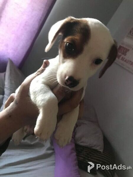  Beagle Pups Fnew homes